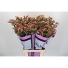 Limonium Apricot Sun Birds