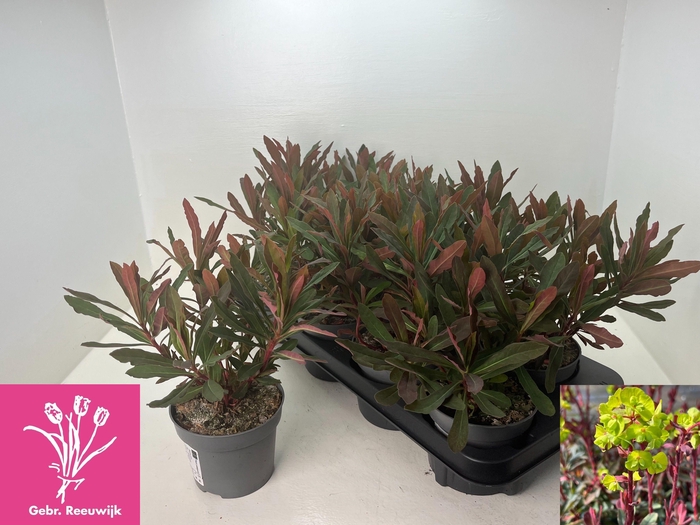 <h4>EUPH AM PURPUREA</h4>