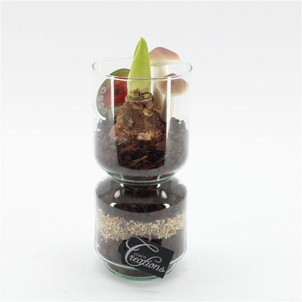 <h4>Arrangementen Hippeastrum H%</h4>