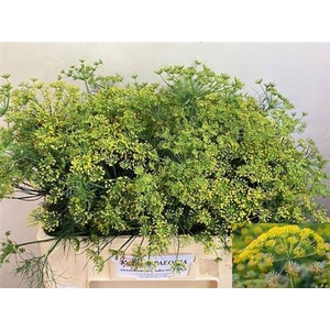 Anethum Graveolens