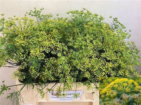 <h4>Anethum Graveolens</h4>