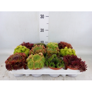 Sempervivum   ...