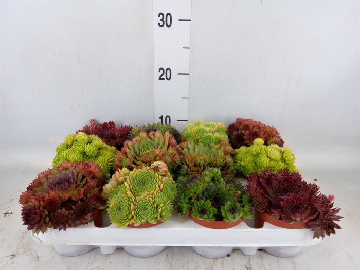 <h4>Sempervivum   ...</h4>