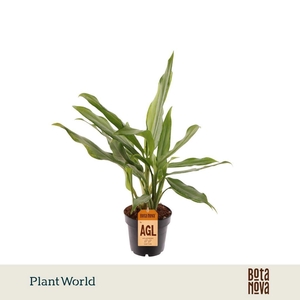 Aglaonema White Lance