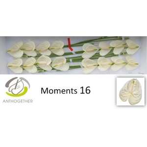 Anthurium andr. 'Moments'