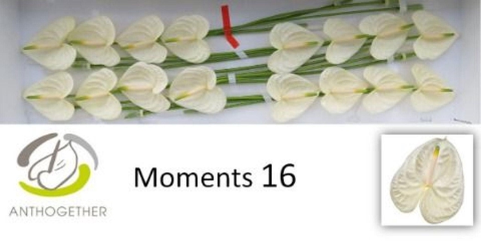 <h4>Anthurium andr. 'Moments'</h4>