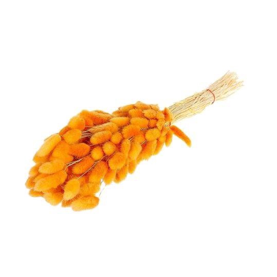 <h4>Dried flowers Lagurus 55cm</h4>