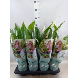 Spathiphyllum  'Sweet Chico'