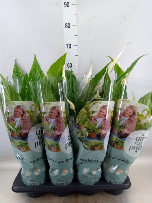 <h4>Spathiphyllum  'Sweet Chico'</h4>