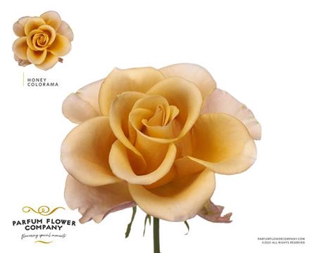 <h4>Rosa Meilland Honey Colorama</h4>