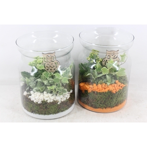 arr2 PL - Glas bose hoog x5 - oranje/wit