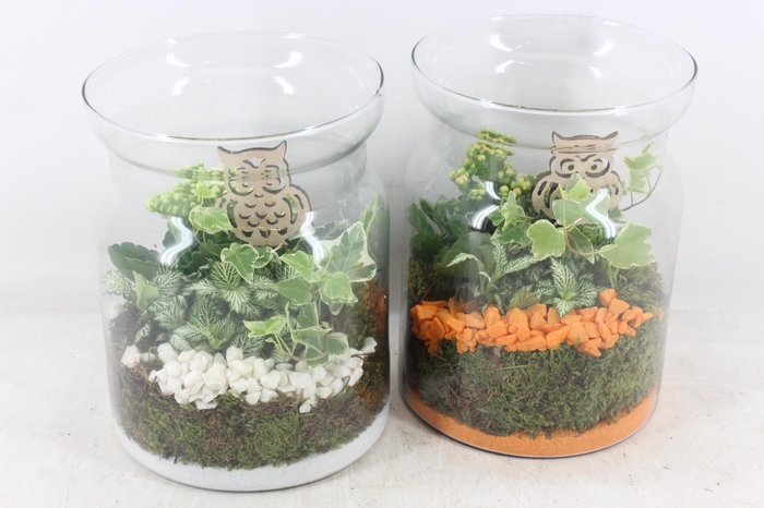 <h4>arr2 PL - Glas bose hoog x5 - oranje/wit</h4>