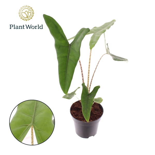 <h4>Alocasia Zebrina</h4>