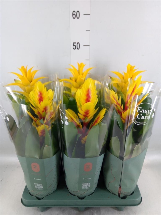 <h4>Bromelia ...mix</h4>
