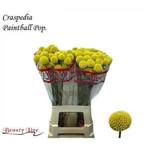 Craspedia Paintball Pop 65cm
