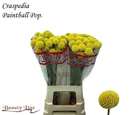<h4>Craspedia Paintball Pop 65cm</h4>