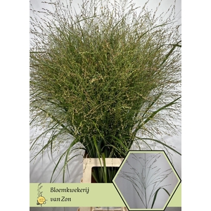 Panicum Squaw Frank Zon