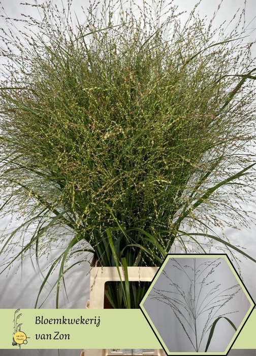 <h4>Panicum Squaw Frank Zon</h4>