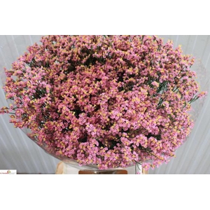 LIMONIUM SIN ANOUCHKA DIAMOND LIM S
