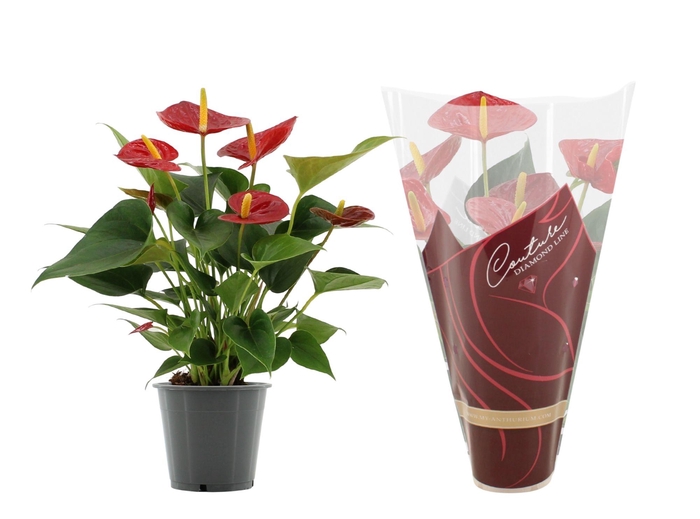 <h4>Anthurium Diamond Red in Couture Diamond Line Purple sleeve</h4>