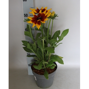 vaste planten 19 cm  Rudbeckia sunbeckia Mia