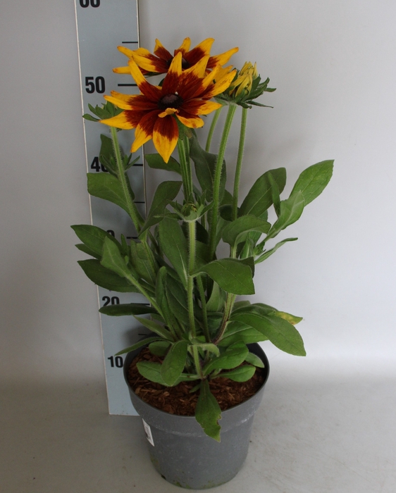 <h4>vaste planten 19 cm  Rudbeckia sunbeckia Mia</h4>