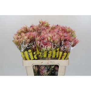Blushing Bride Pink 10+ Flowers