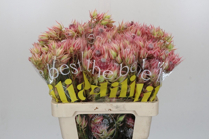 <h4>Blushing Bride Pink 10+ Flowers</h4>