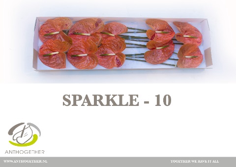 Anthurium Sparkle