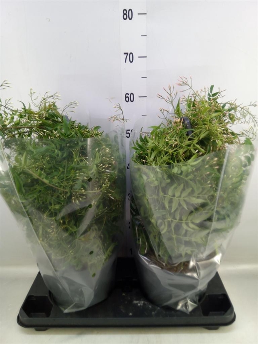 <h4>Jasminum polyanthum</h4>