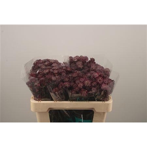 Astrantia Star Of Love Bordeaux