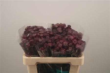 <h4>Astrantia Star Of Love Bordeaux</h4>