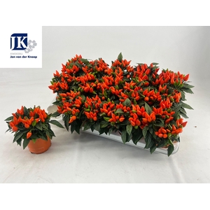 CAPS AN SAL D ORANGE