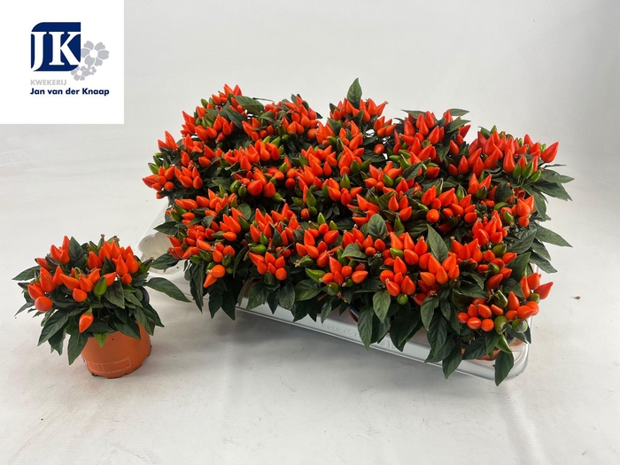 <h4>CAPS AN SAL D ORANGE</h4>