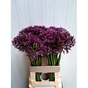 ALLIUM GROOTBLOEMIG