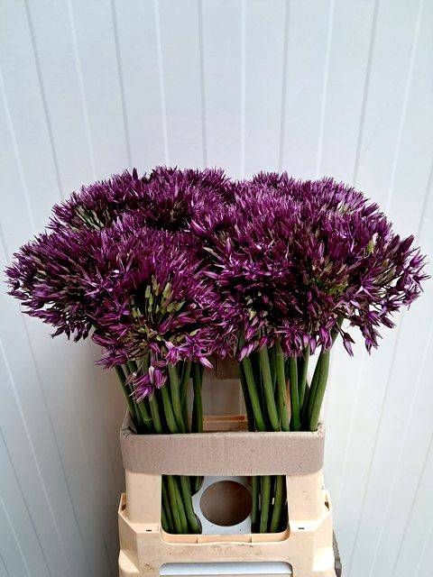 <h4>ALLIUM GROOTBLOEMIG</h4>