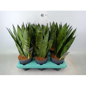 Sansevieria zeylanica