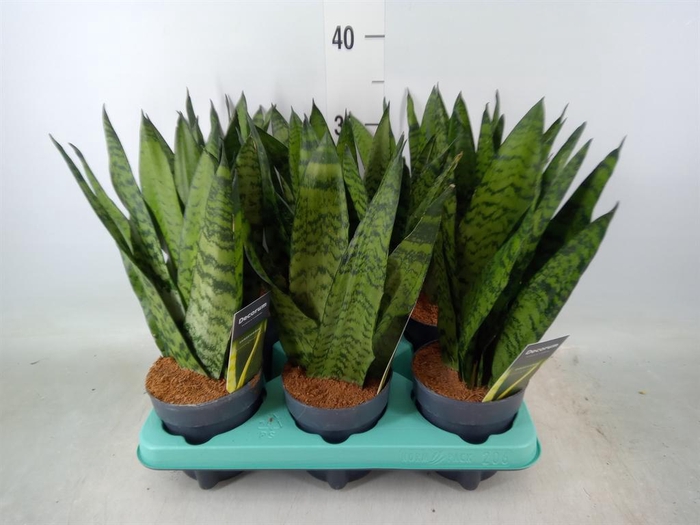 <h4>Sansevieria zeylanica</h4>