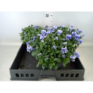 Viola corn. 'Evo Mini Marina'