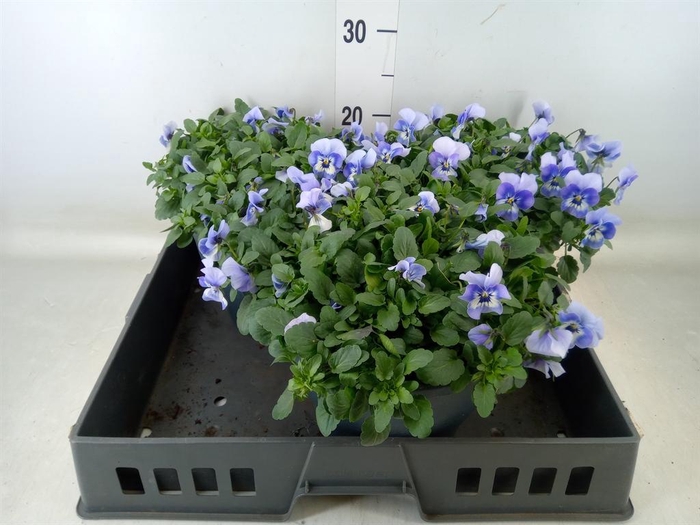 <h4>Viola corn. 'Evo Mini Marina'</h4>