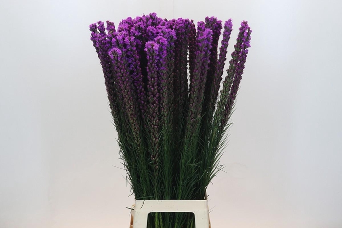 <h4>Liatris Callilepis</h4>