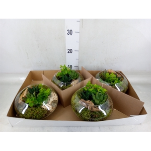 Arr.   Kamerplant Groen L%