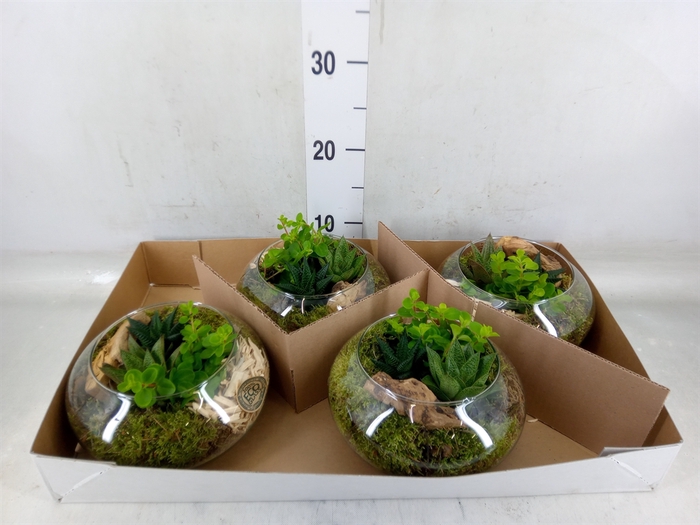 <h4>Arr.   Kamerplant Groen L%</h4>