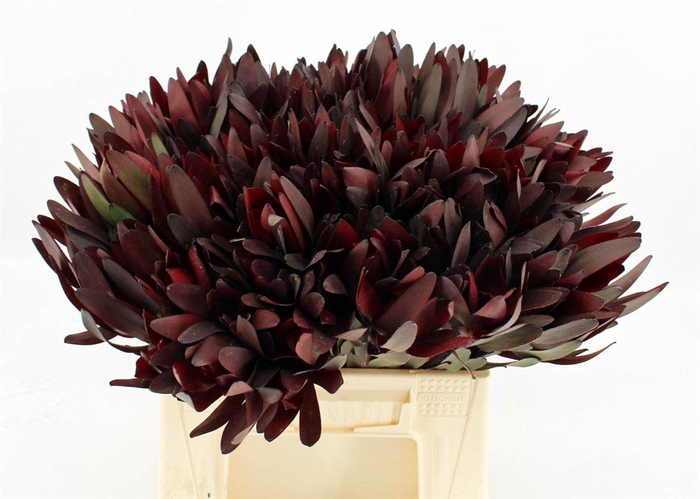 <h4>Leucad Safari Sunset 40cm</h4>