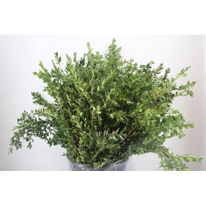 Buxus Green P Bunch