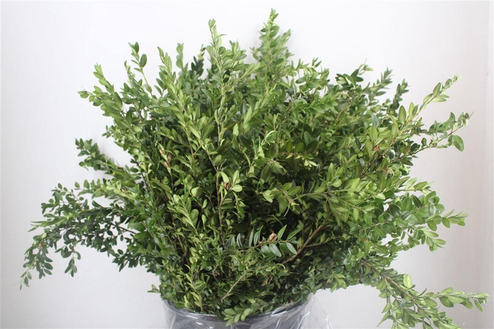 <h4>Buxus Green P Bunch</h4>