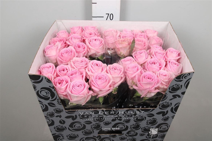 <h4>R Gr Zaina!</h4>