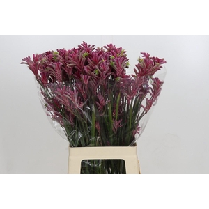 Kangaroo Paw Mini Pearl