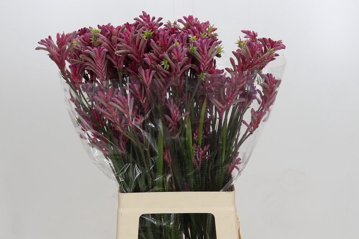<h4>Kangaroo Paw Mini Pearl</h4>