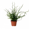 JUNCUS EF SPIRALIS